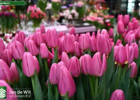 Tulipa Mosni ® (2)